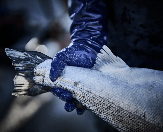 Granberg 114.8200 Fiskehandskar i nitril.