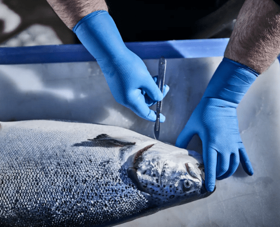 Granberg 114.955 Kemikalieresistenta engångshandskar Nitril x 50.